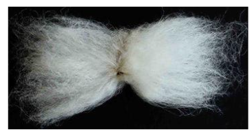 depicts the cotton fiber the foundation of garment 