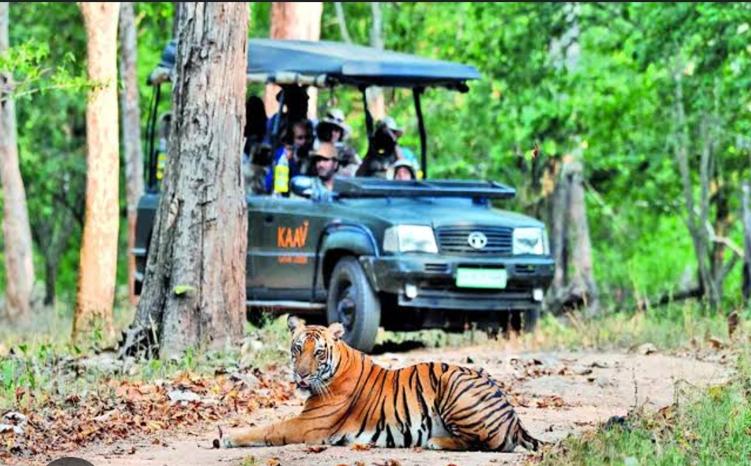 TIGER IN NAGARAHOLE 