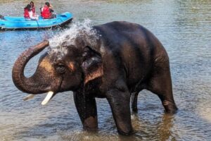 ELEPHANTS IN DUBARE ELEPHANT CAMP