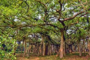 bangalore's attraction big banyan tree